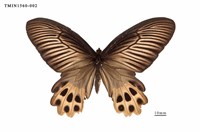 藏品(曙鳳蝶)的圖片